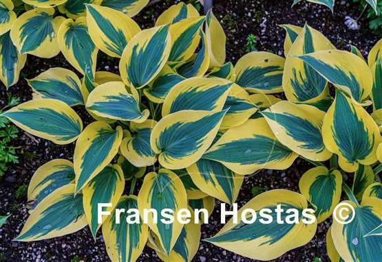 Hosta Ben Vernooij